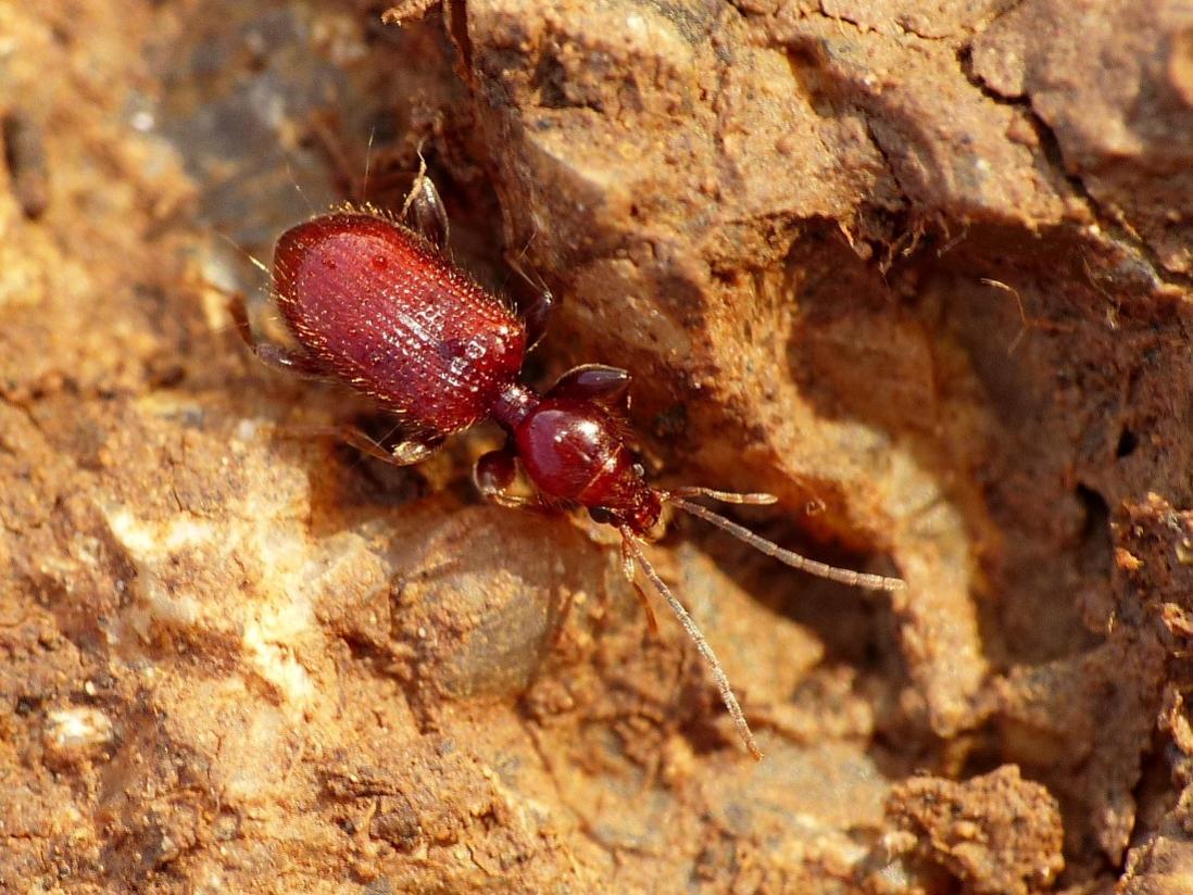 Apotomus rufus (Carabidae)